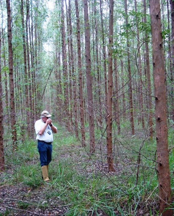 Execução de inventário florestal em floresta plantada