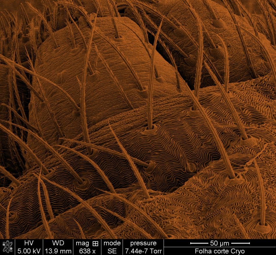 Detalhes do corpo de uma aranha de jardim em amostra congelada a -130&ordm;C na c&acirc;mara criog&ecirc;nica: exemplo de novo recurso do microsc&oacute;pio